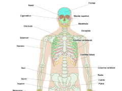 Esqueleto humano, vista frontal (Normal)