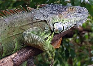 Green Iguana