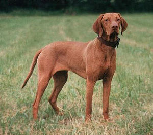 Vizsla