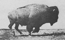 Bison hunting