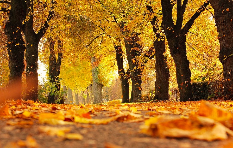 Viernes de lectura. Otoño de oportunidades Viernes de lectura. Otoño de oportunidades