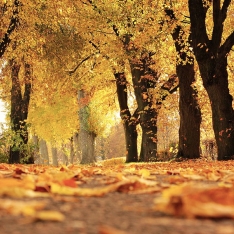 Viernes de lectura. Otoño de oportunidades Viernes de lectura. Otoño de oportunidades