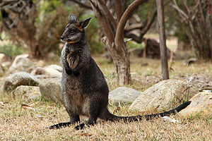 Macropodinae