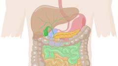 Digestive system (Easy)