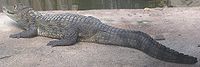 Caiman crocodilus