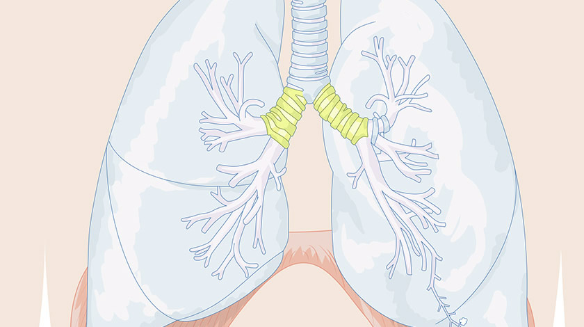 ¿Cuáles son las partes del aparato respiratorio?