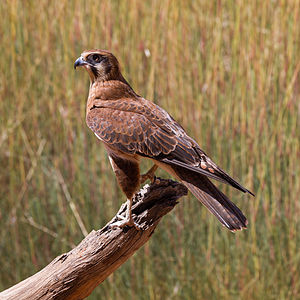 Brown Falcon