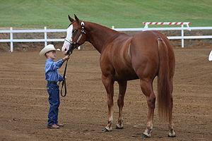 Horse showmanship