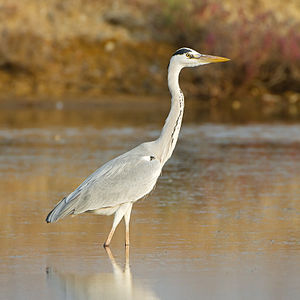 Grey Heron