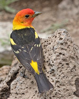 Western Tanager