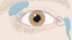 Sentido da vista: O olho, seção external (Fácil)