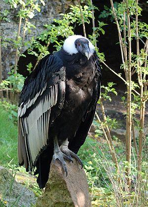 Andean Condor