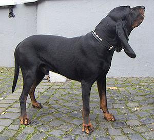 Coonhound negro y bronce