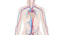 Veins and arteries (Normal)