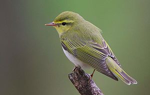 Wood Warbler