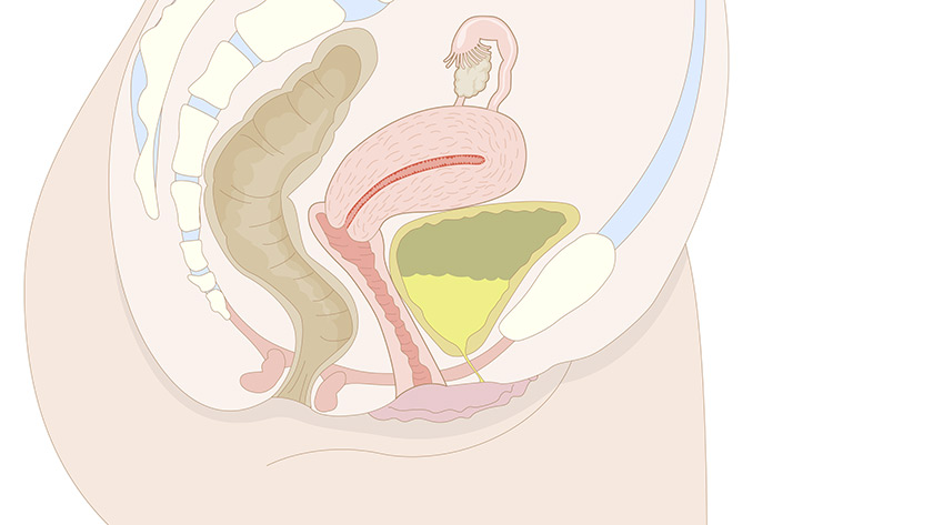 Female reproductive system, side view (Normal)