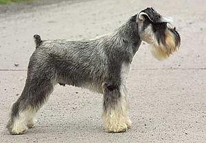 Schnauzer miniatura