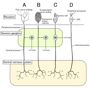 Receptor sensorial