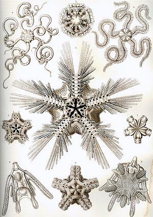 Asterozoa
