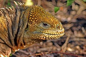 Conolophus