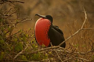 Magnificent Frigatebird