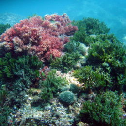 Hábitat y biodiversidad (El mar a fondo)