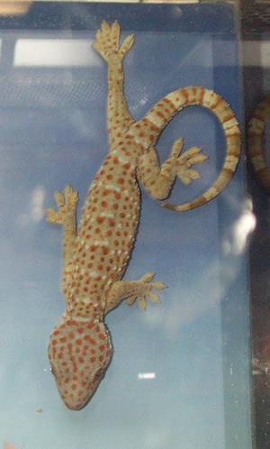 Gekko (animal)