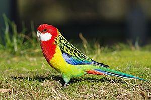 Eastern Rosella