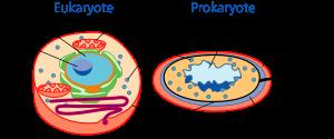 Nucleoide