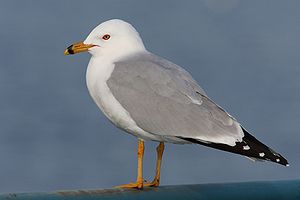 Ring-billed Gull