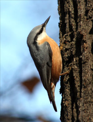 Nuthatch