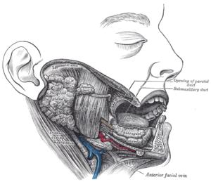 Glándula sublingual