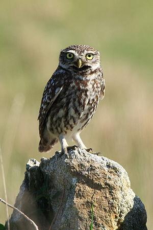 Little Owl