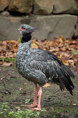 Southern Screamer