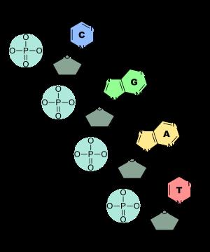 Estructura del ácido nucleico