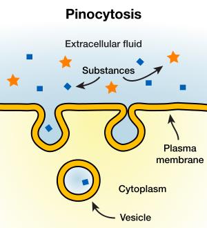 Pinocitosis