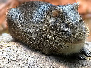 Cavia