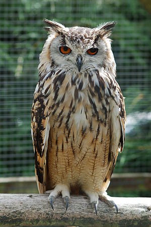 Bubo