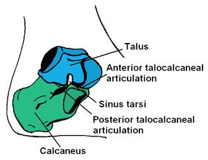 Calcáneo