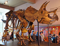 Triceratops