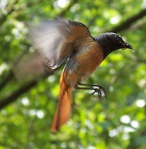 Common Redstart