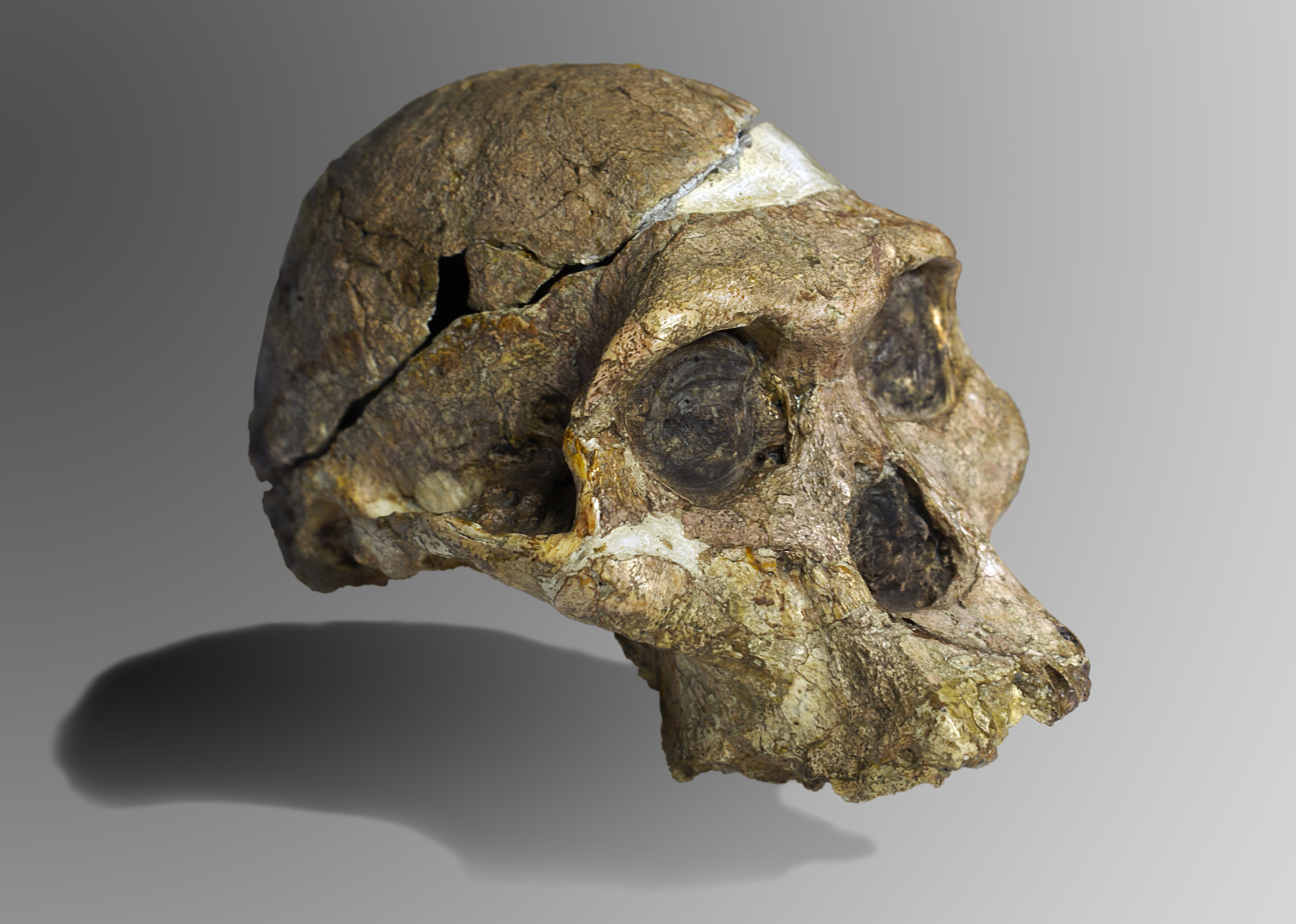 Human evolution: autralopithecus