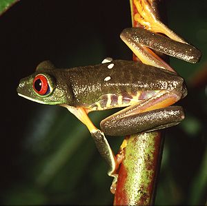 Hylidae