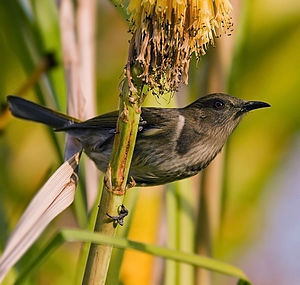 Meliphagidae