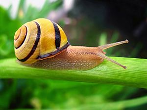 Cepaea nemoralis