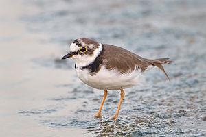 Little Ringed Plover