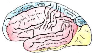 Arteria cerebral anterior
