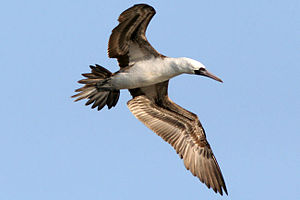 Peruvian Booby