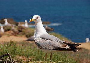 Yellow-legged Gull