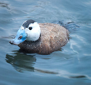 White-headed Duck